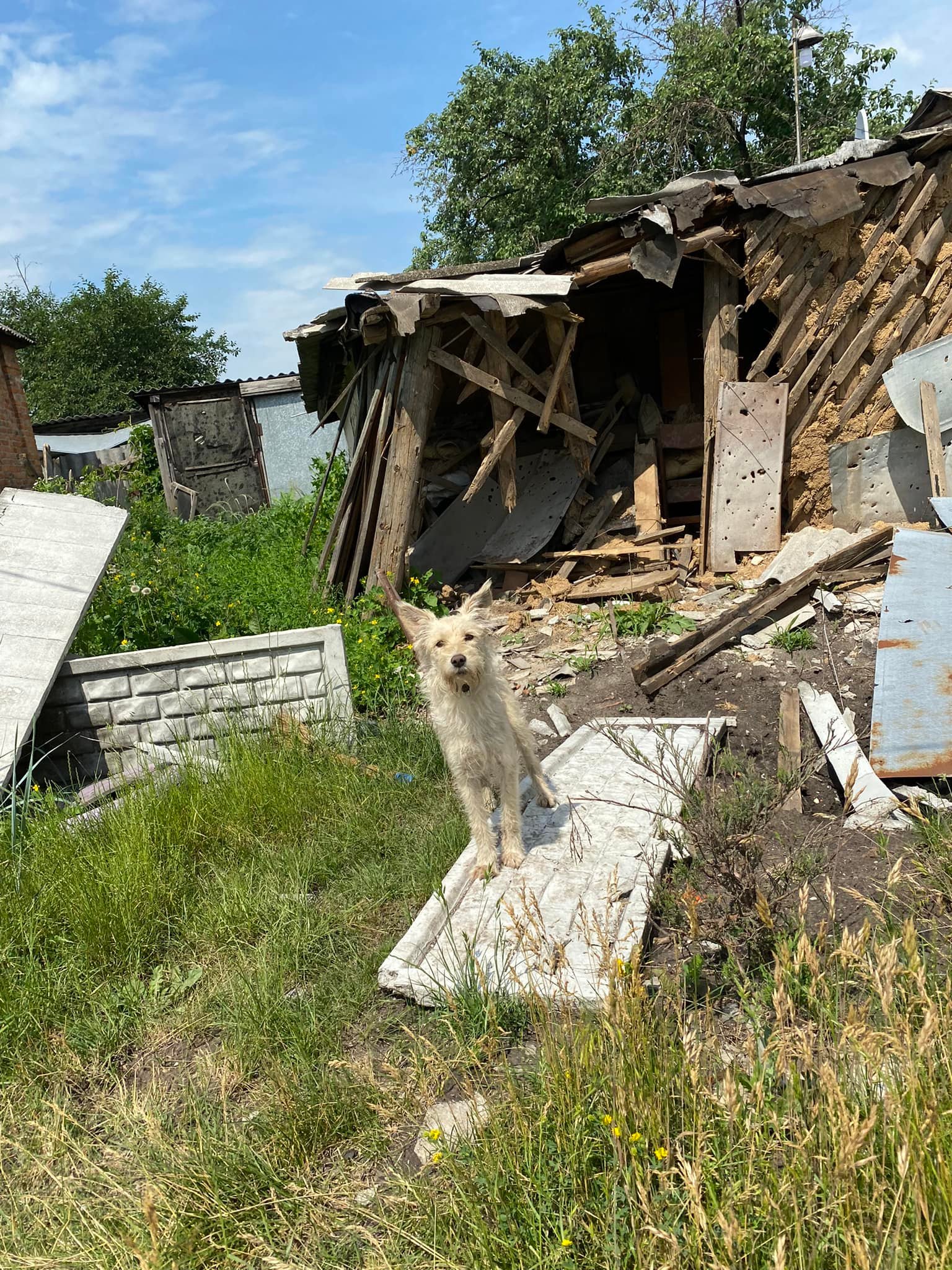 Пес у разрушенного дома в Слатино