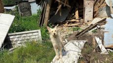 Нашлась хозяйка пса из Слатино, чье фото на руинах дома облетело харьковские соцсети