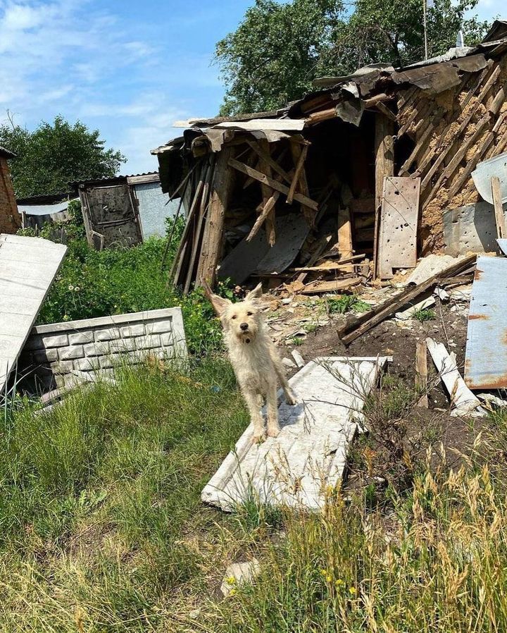 Нашлась хозяйка пса из Слатино, чье фото на руинах дома облетело харьковские соцсети