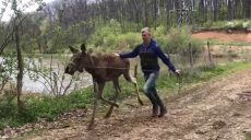 Для лосей из Харьковского экопарка построили вольер под Полтавой (видео)