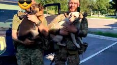 В харьковский приют из зоны боевых действий привезли двух собак (фото)
