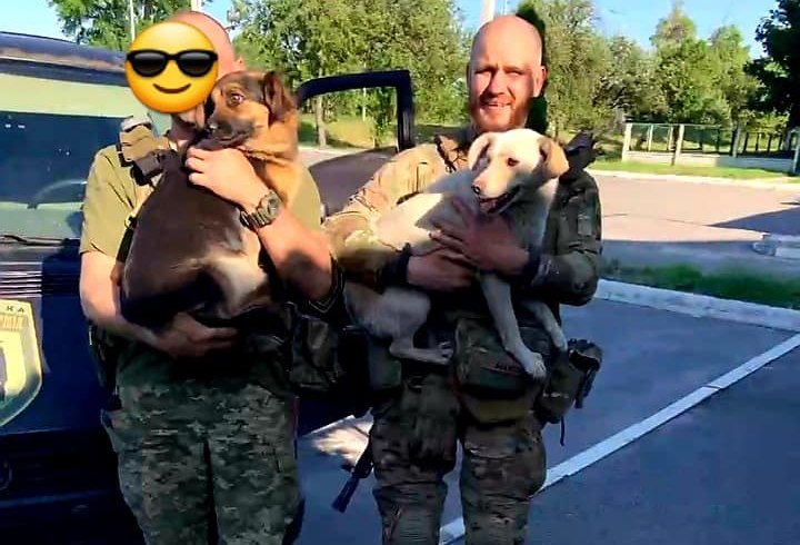 В харьковский приют из зоны боевых действий привезли двух собак (фото)