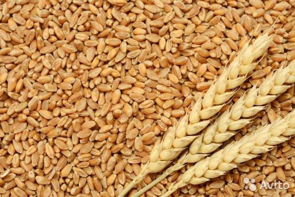 На Боровщине оккупанты украли у фермеров пшеницу и раздают как .