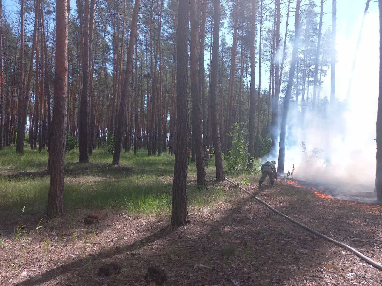 Пожарные тушат огонь в сосновом лесу на Харьковщине