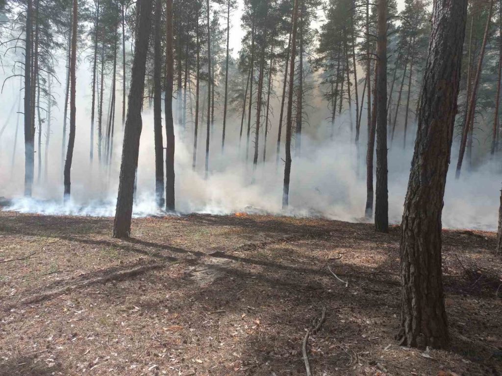 Відвідувати ліси на Харківщині категорично заборонено – “Ліси України”