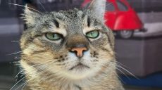 «Я сыт, а другие нуждаются в еде»: кот Степан из Харькова собрал 15 тысяч евро для украинских животных