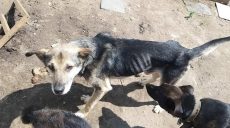 Харьковские волонтеры эвакуировали 32 собак из Донецкой области