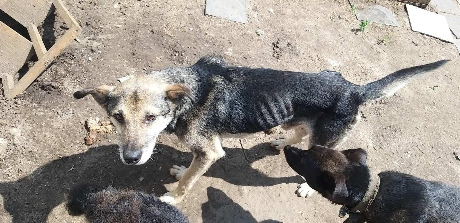 Харьковские волонтеры эвакуировали 32 собак из Донецкой области