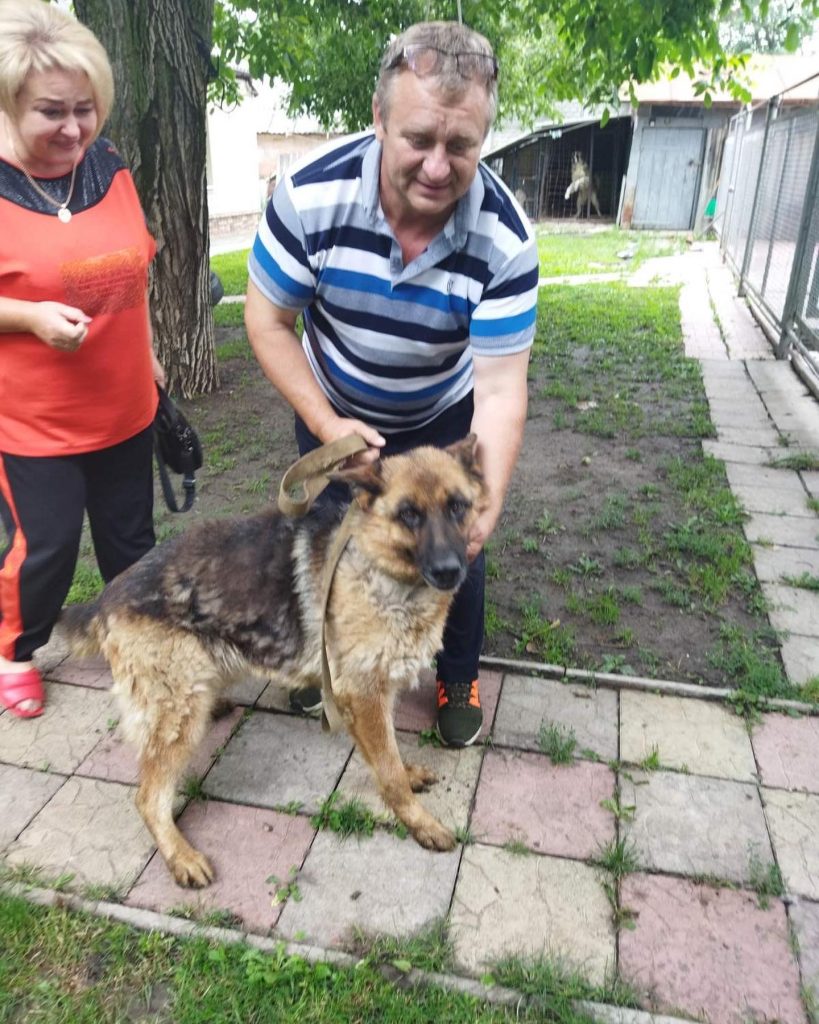 Вівчарка, яку військові знайшли в бомбосховищі в Слатиному, повернулася в родину