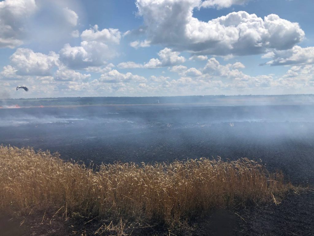 На Харківщині після обстрілу загорілися 2 поля зі стиглою пшеницею (фото)
