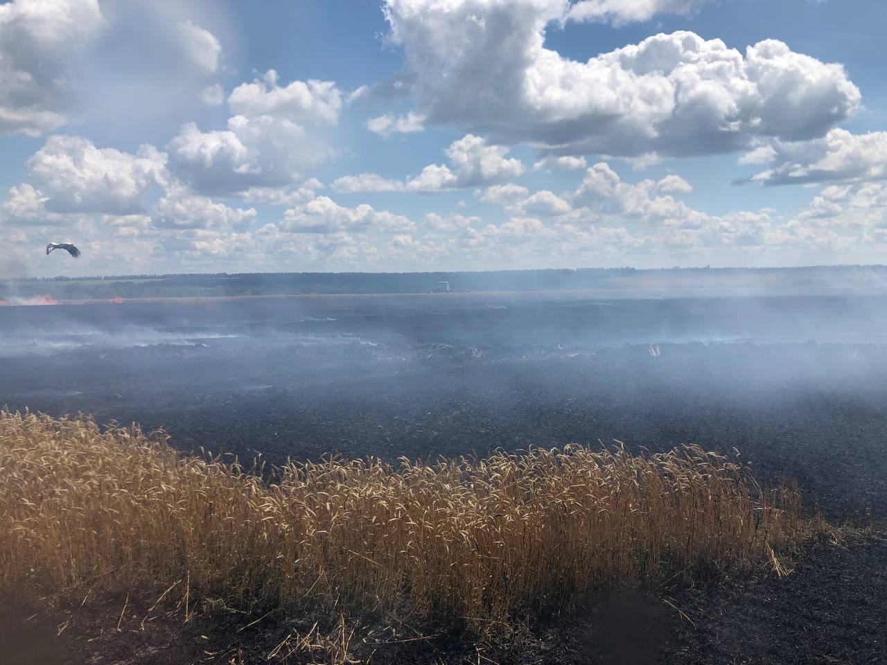 В Харьковской области сгорело более 237,6 га пшеницы