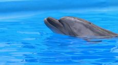 У дельфінарії Харкова залишається родина дельфінів і пара китів, а от риби вижили не всі (відео)