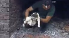 В Харькове коммунальщики вместе с волонтерами спасли беременную кошку с котенком из теплотрассы (видео)