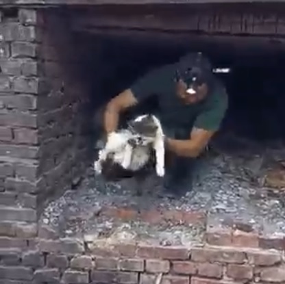 В Харькове коммунальщики вместе с волонтерами спасли беременную кошку с котенком из теплотрассы (видео)