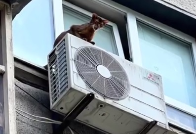 У Харкові врятували покинуту господарями кішку, яка вилізла у вікно на висоті (відео)
