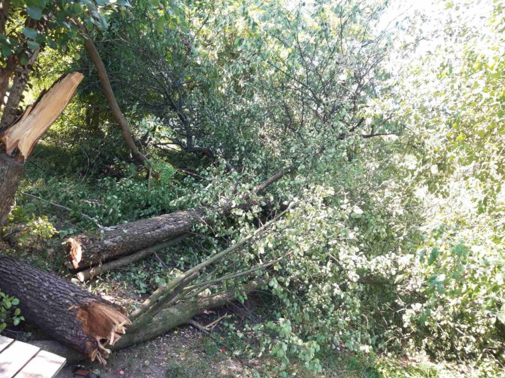 У Харкові через негоду впало 30 дерев (фото)