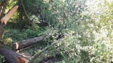 У Харкові через негоду впало 30 дерев (фото)