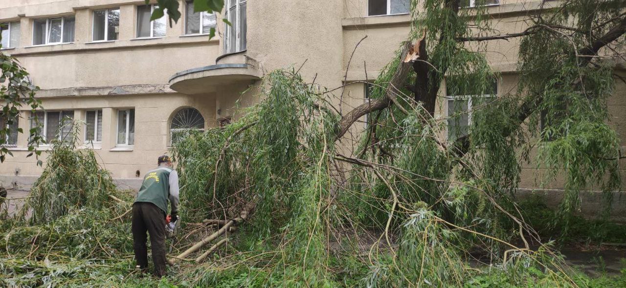 Гілка дерева зламалася через негоду в Харкові