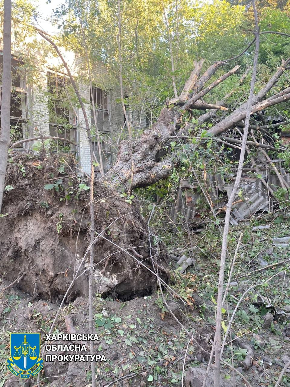 Вывернутое с корнями дерево после обстрела Харькова