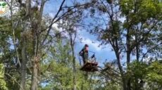 Коммунальщики избавляют Харьков сухих деревьев и веток (видео)