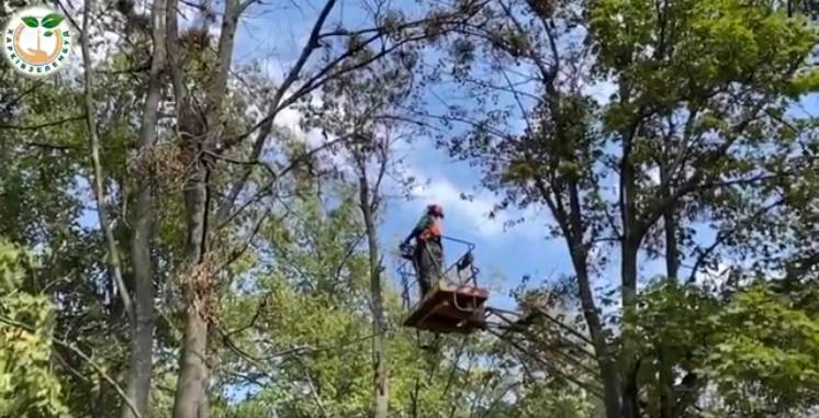 Коммунальщики избавляют Харьков сухих деревьев и веток (видео)