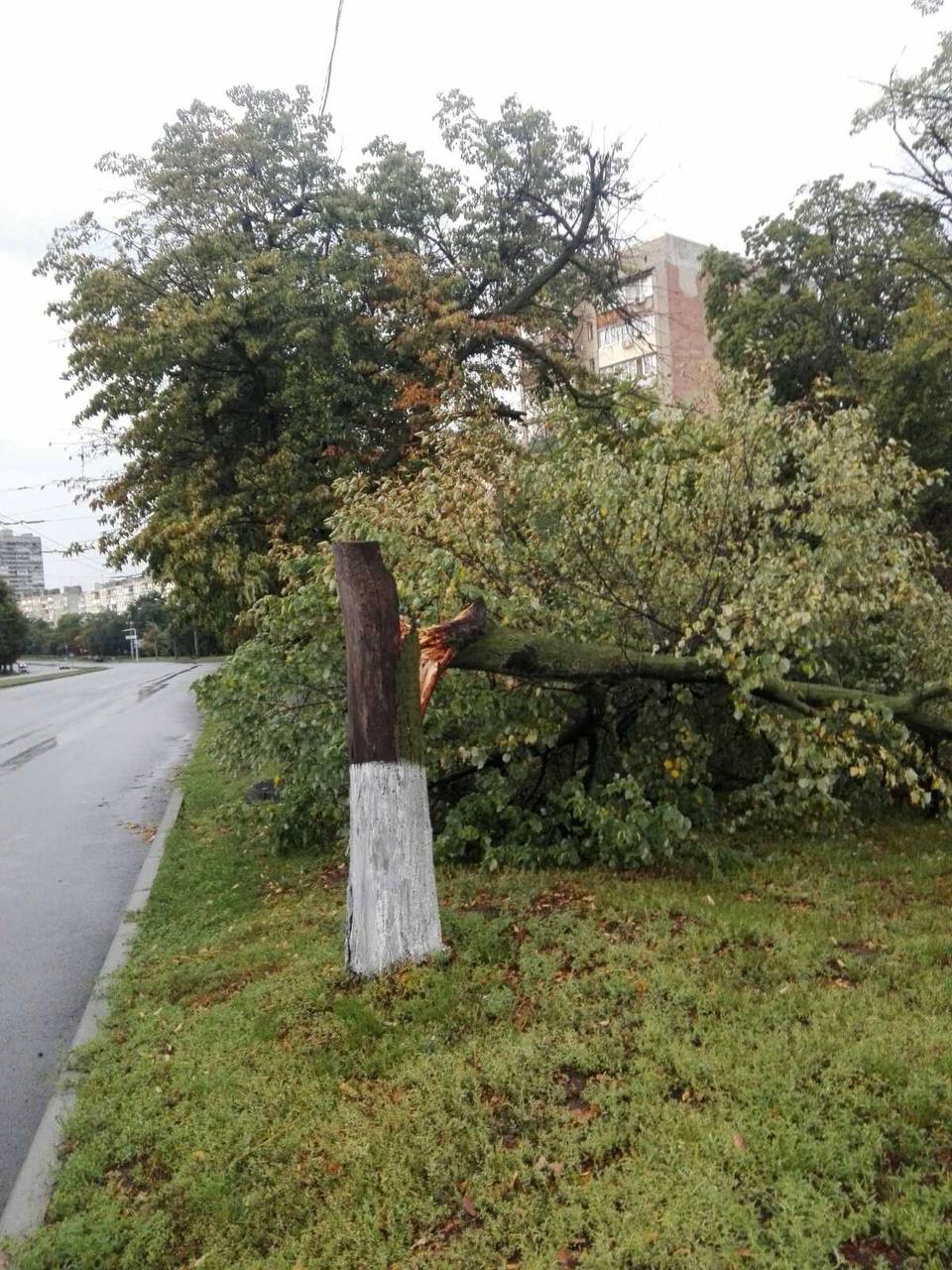 В Харькове из-за непогоды упало 23 дерева и 30 веток
