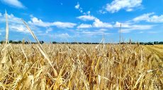 Из-за вражеских обстрелов на Харьковщине сгорело более 184,6 га пшеницы