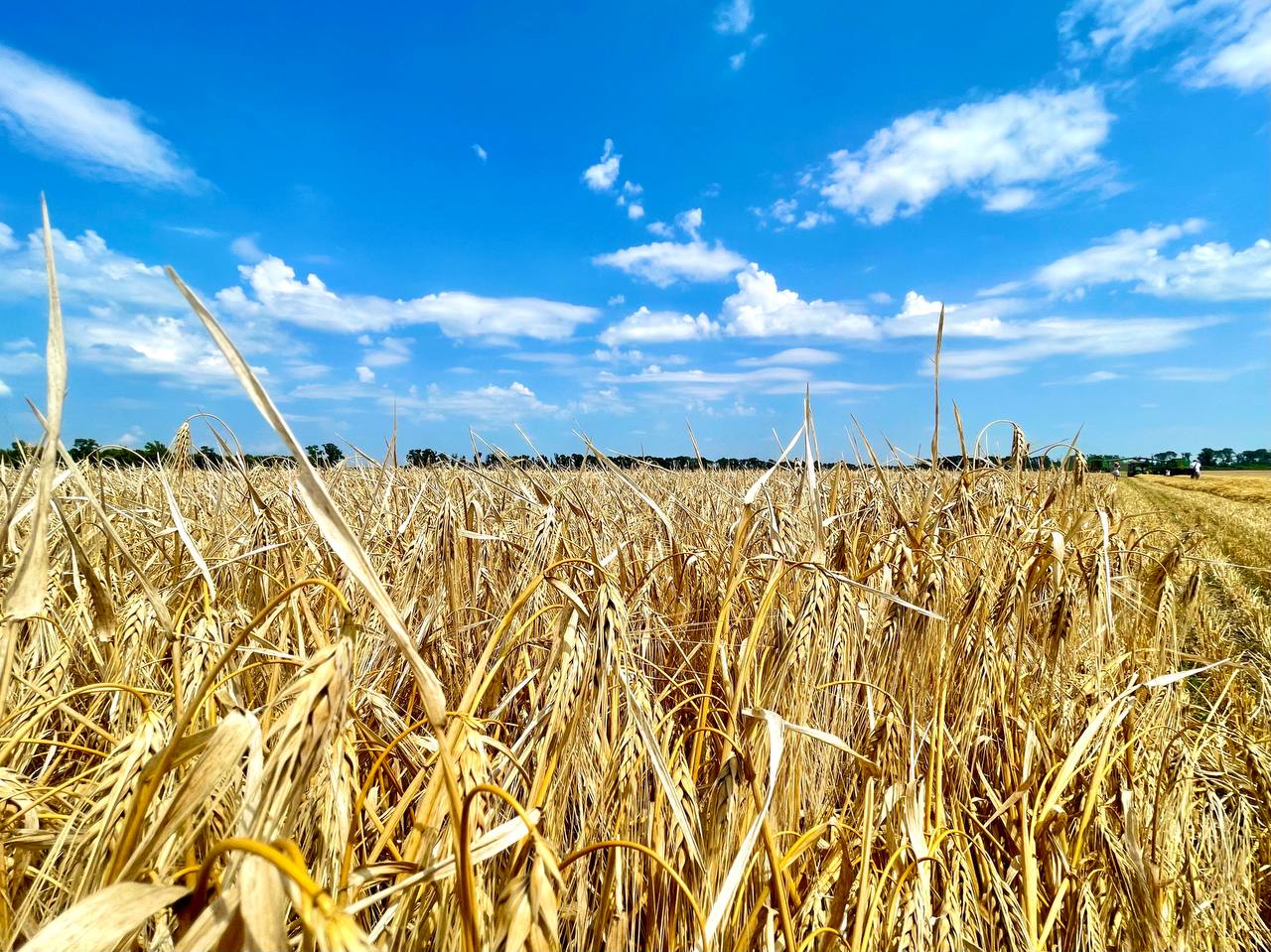 Из-за вражеских обстрелов на Харьковщине сгорело более 184,6 га пшеницы