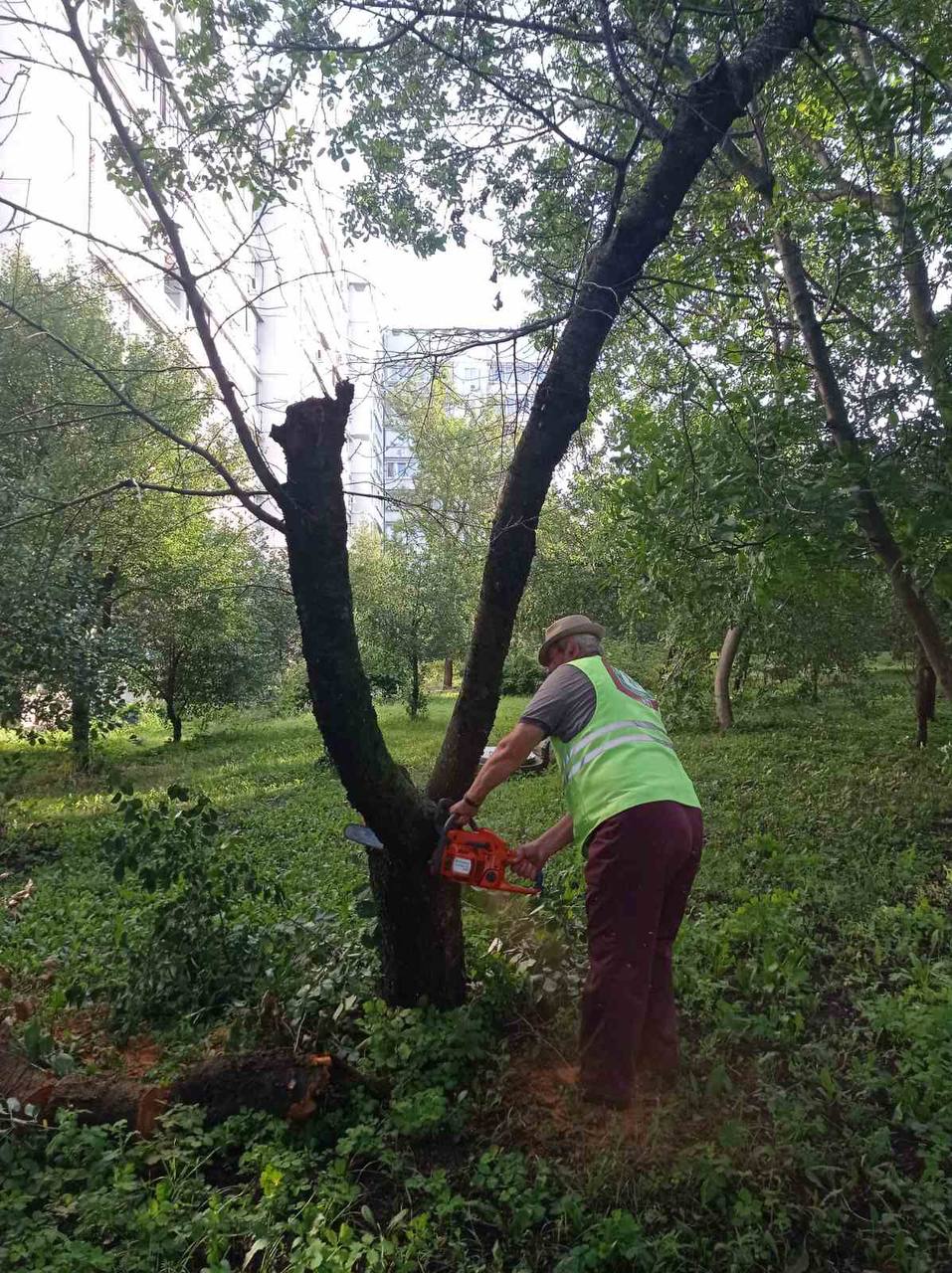 В Харькове сильный ветер повалил 23 дерева 