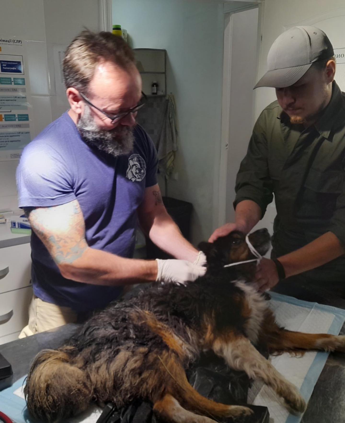 Ветеринар из Канады работает в Харькове с волонтерами