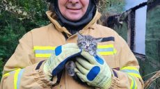 Пожарные спасли котенка из горящего дома в Харькове (фото, видео)