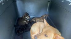 В Барвенково местная жительница вместе с ветеринаром опекают сразу 100 брошенных собак