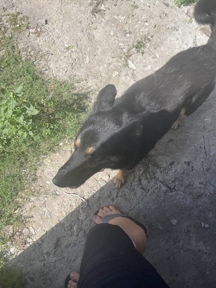 Собака Багира в селе Грушеваха