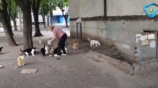 Харків’яни десятками беруть під опіку безпритульних тварин (відео)