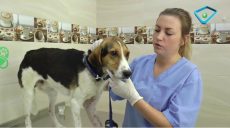 Чотирилапі з передової: як у Харкові рятуюсь собак, що стали побратимами наших військових (відео)