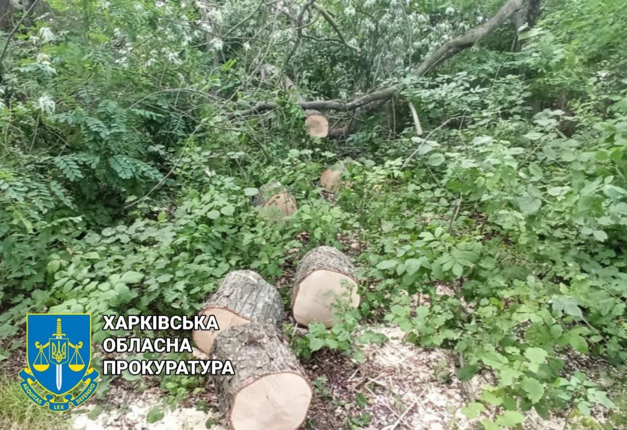 На Харківщині під суд віддали двох чоловіків, які вирубували в лісі дуби та клени