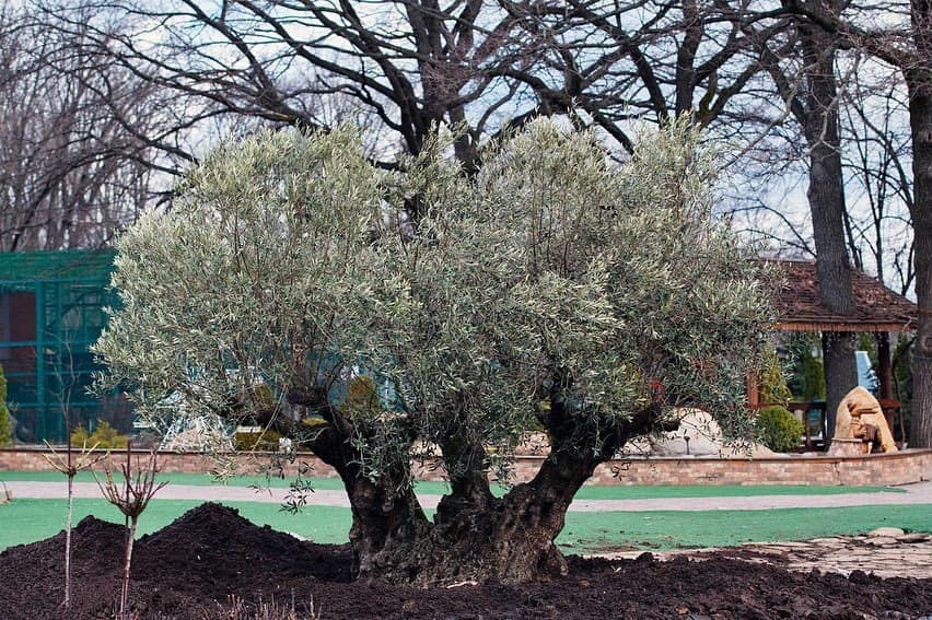 В Харьковском экопарке погибло дерево — ровесник Харькова (фото)