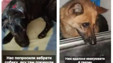 Из прифронтового села под Харьковом эвакуировали животных (видео)