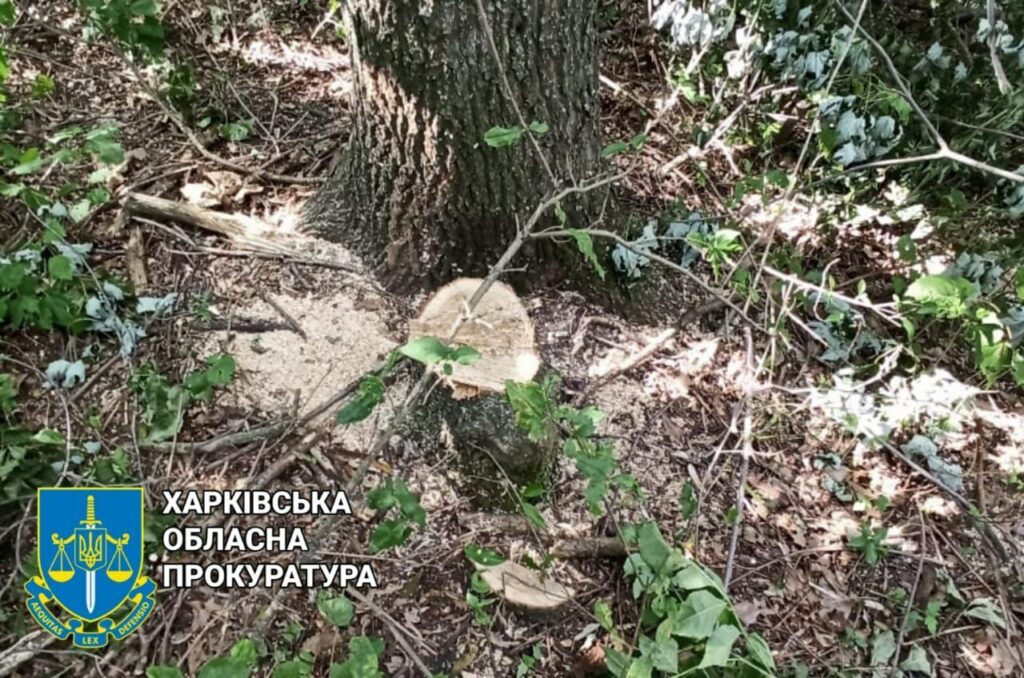 Вирубували дуби та клени: на Харківщині судитимуть “чорних лісорубів”