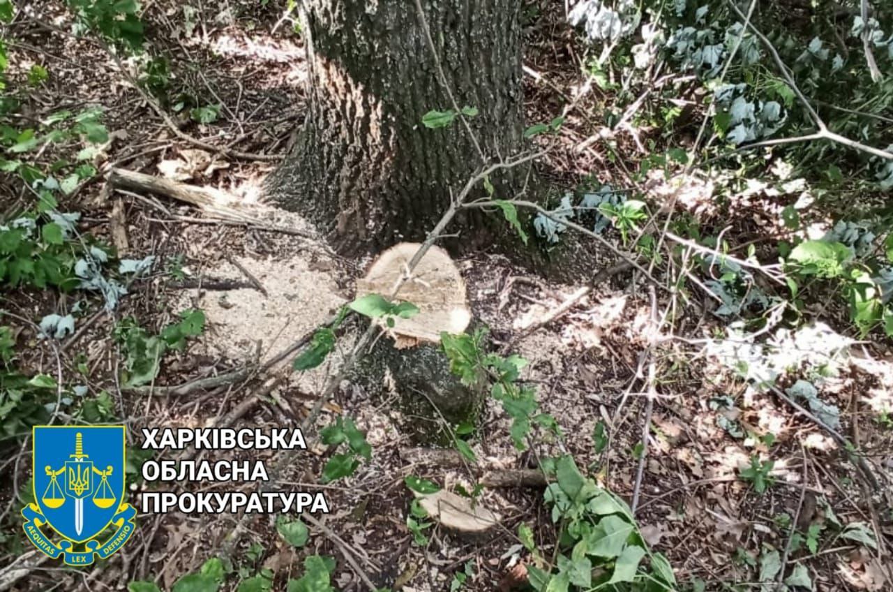 В Харьковской области под суд отдали двух мужчин, вырубавших в лесу дубы и клены 