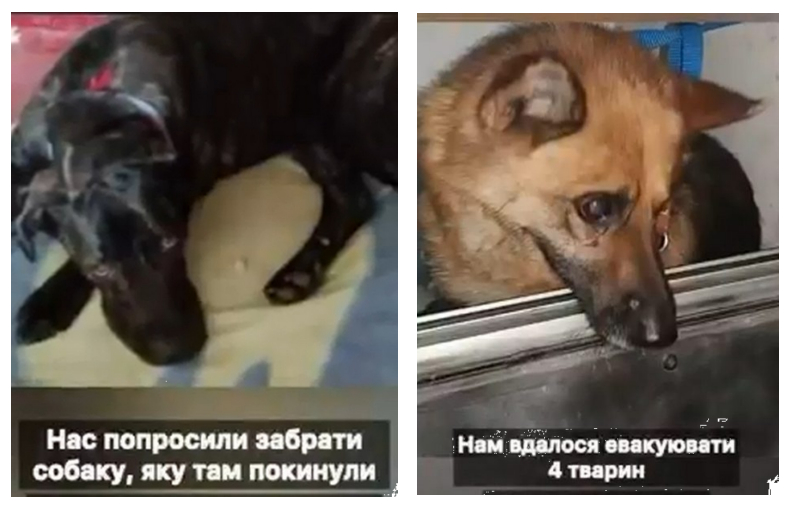 Из прифронтового села под Харьковом эвакуировали животных (видео)