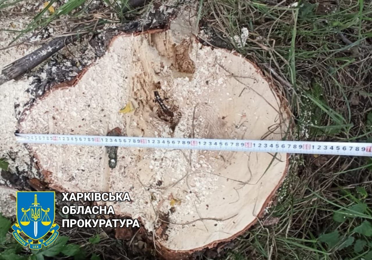 На Харківщині під суд віддали двох чоловіків, які вирубували в лісі дуби та клени