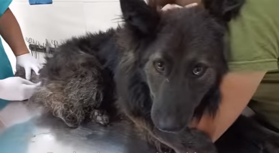 Волонтери евакуювали з фронту до Харкова пса, врятованого військовим парамедиком (відео)