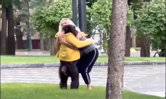 Прогулянка Харковом та обійми: шимпанзе в жовтій курточці повернули в зоопарк