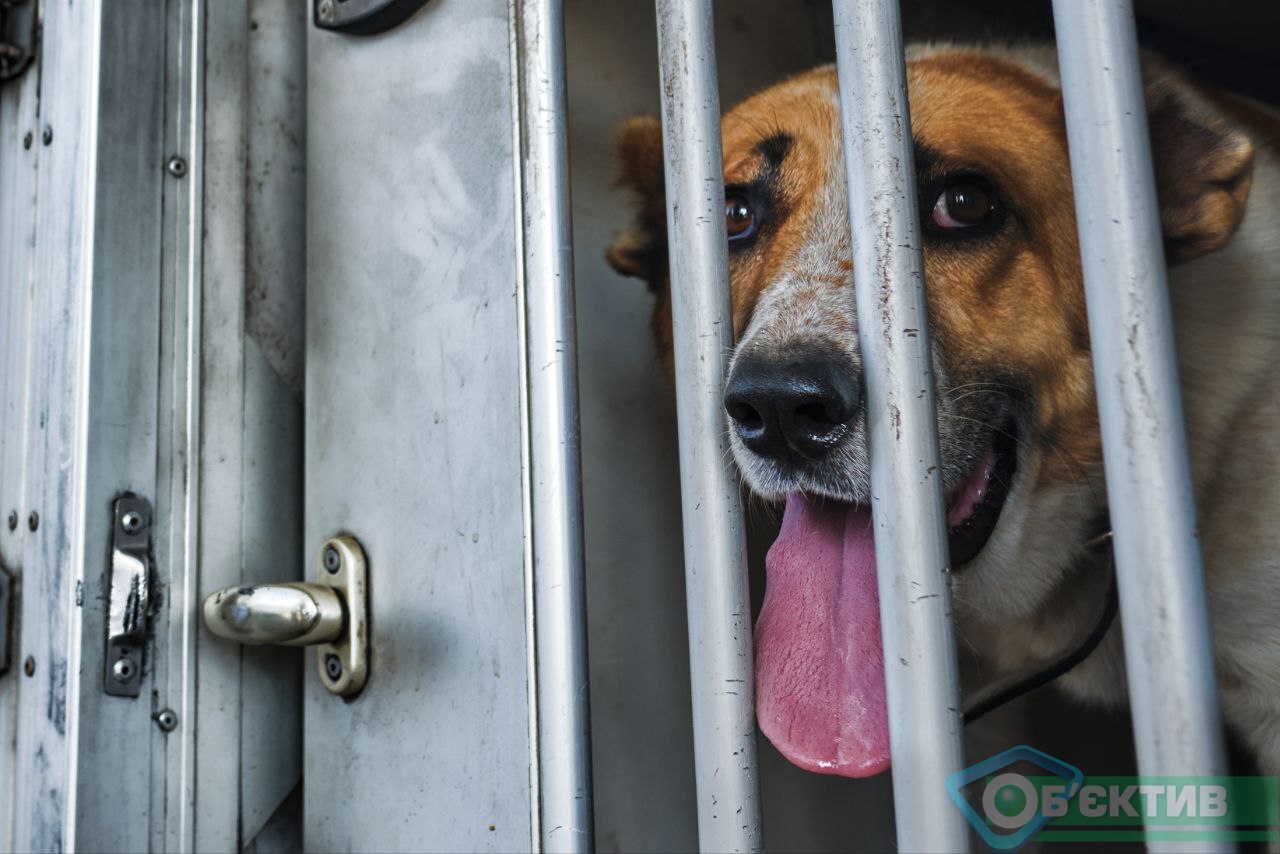 Волонтери евакуювали собак із зони бойових дій на Харківщині