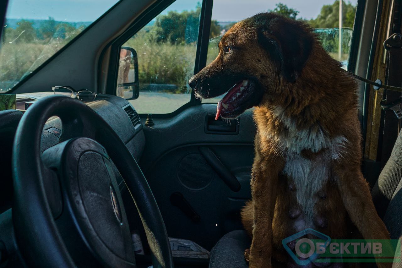 Врятований пес, якого кинули господарі на Харківщині