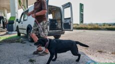 «Если собаку бросили в вольере или на цепи — это труп» — зоозащитник из Харькова о спасении брошенных животных (фото)