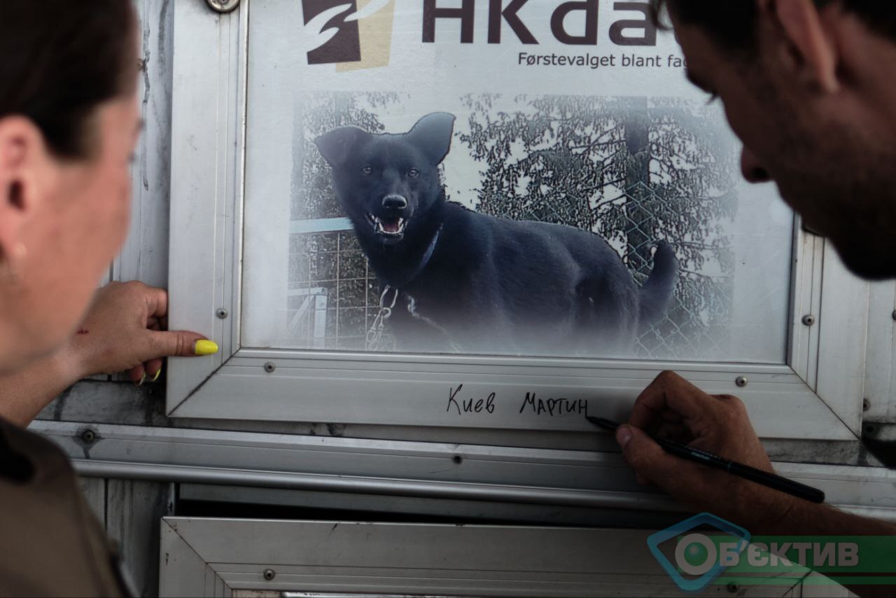 Собаку отправляют в Киев из зоны обстрелов