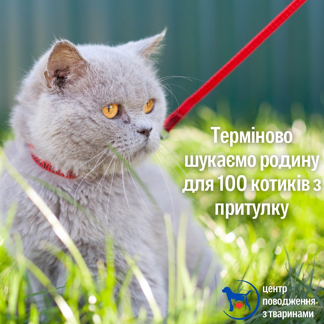 Могут замерзнуть: в Харькове коммунальщики умоляют забрать у них сотню котов
