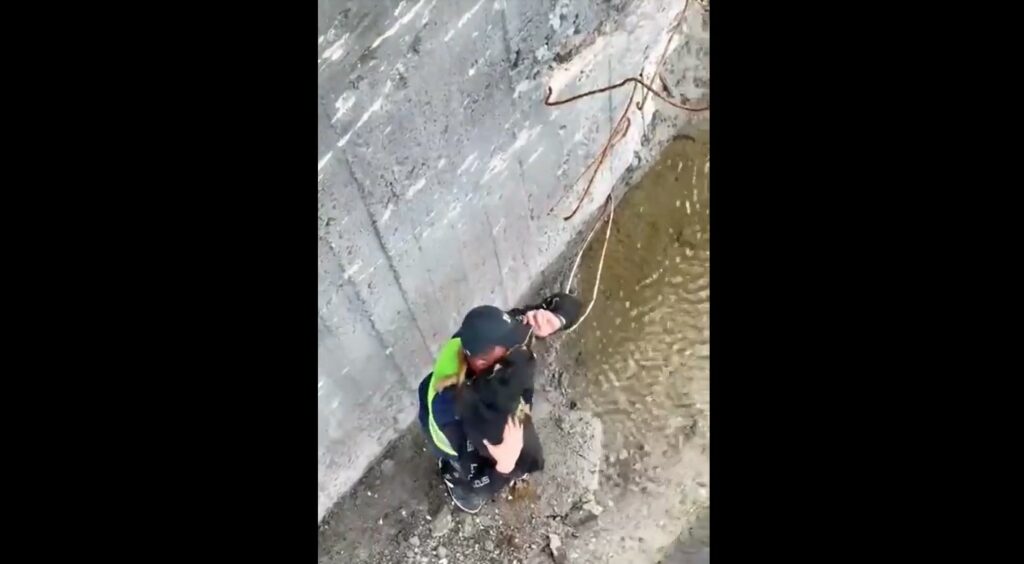 В Купянске спасли собаку из дыры в разбомбленном мосту (видео)